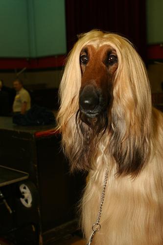 Afghan Hound – foto 3