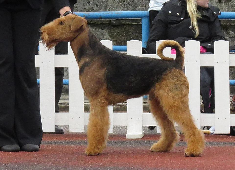 Airedale Terrier