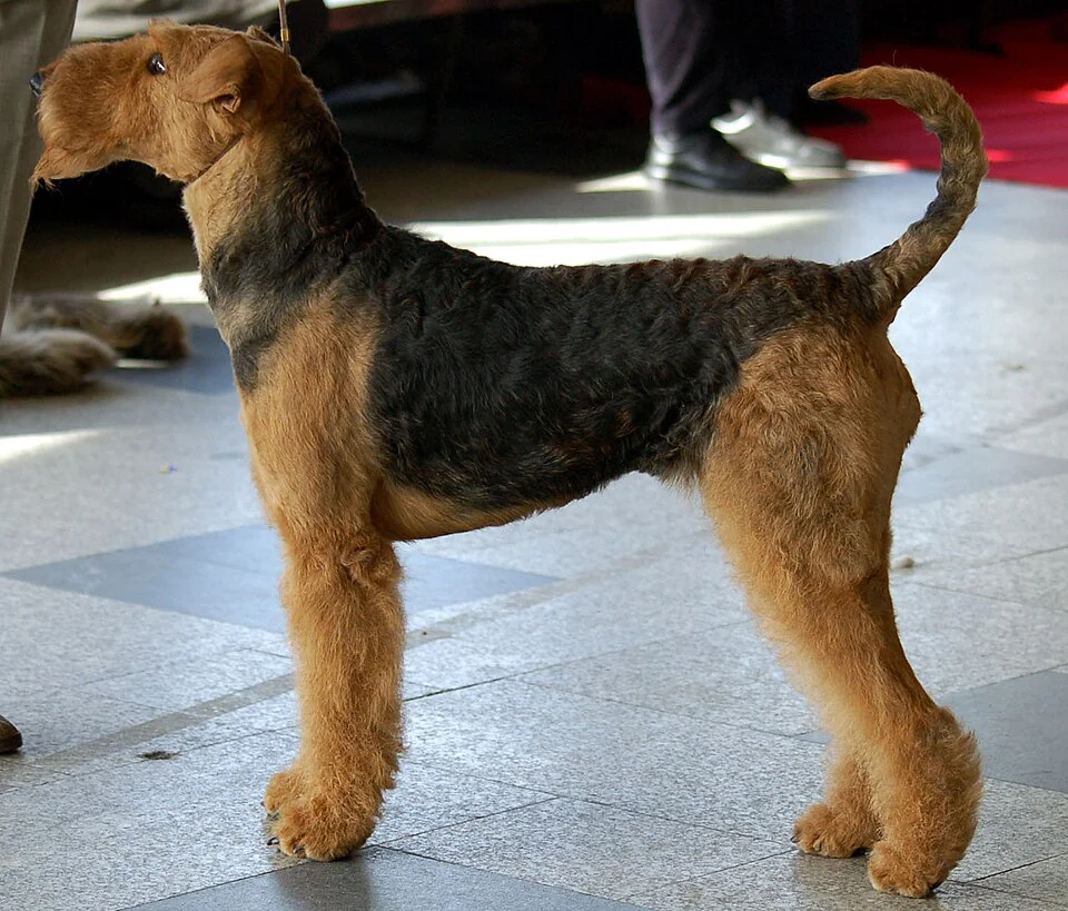 Airedale Terrier – foto 2