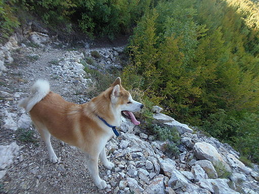 Akita
