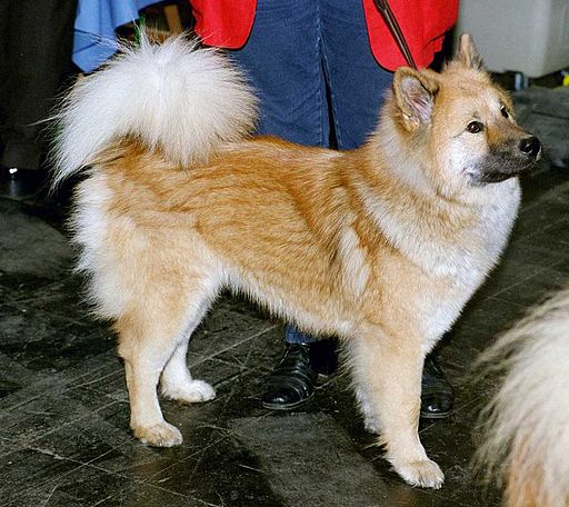 Akita – foto 2