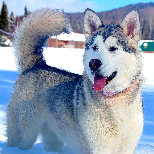 Alaskan Malamute
