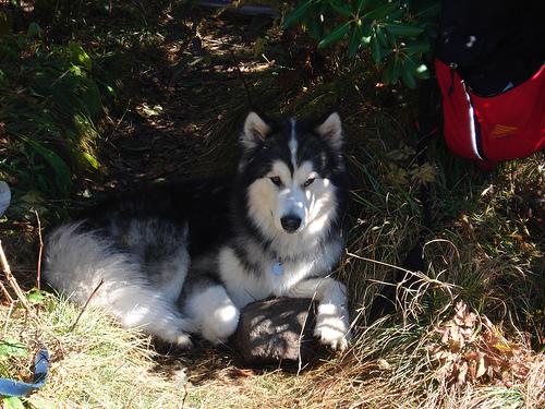 Alaskan Malamute – foto 3
