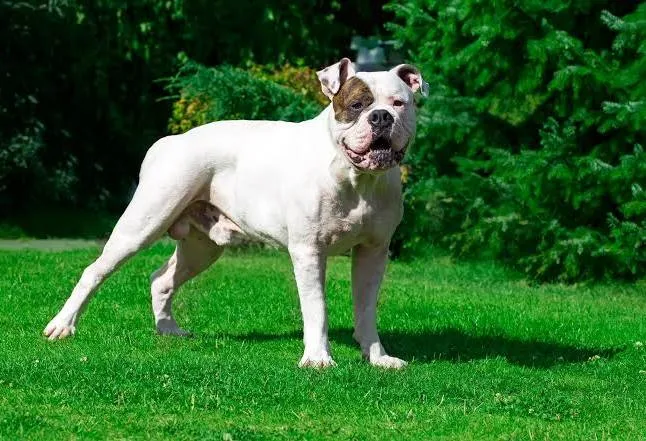 American Bulldog – foto 2