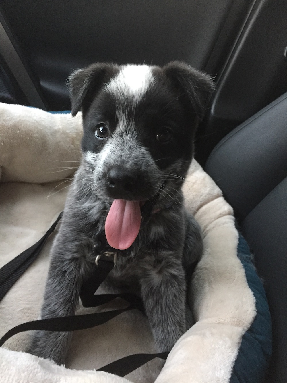 Australian Cattle Dog