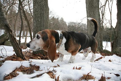 Basset Hound
