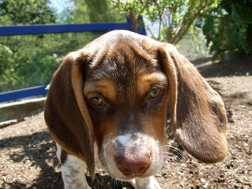 Beagle – foto 2