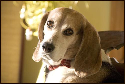 Beagle – foto 3