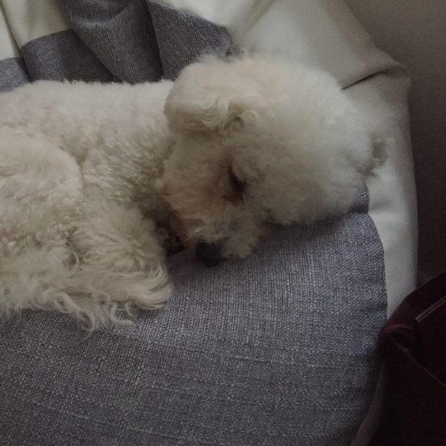 Bichon Frisé – foto 2