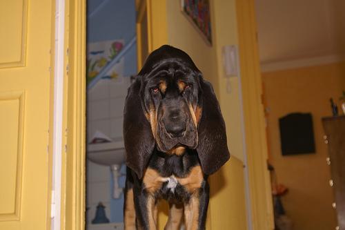 Bloodhound – foto 2