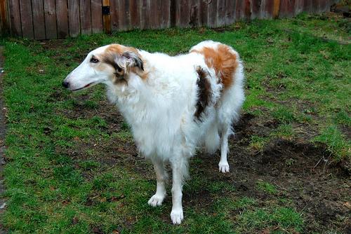 Borzoi – foto 2
