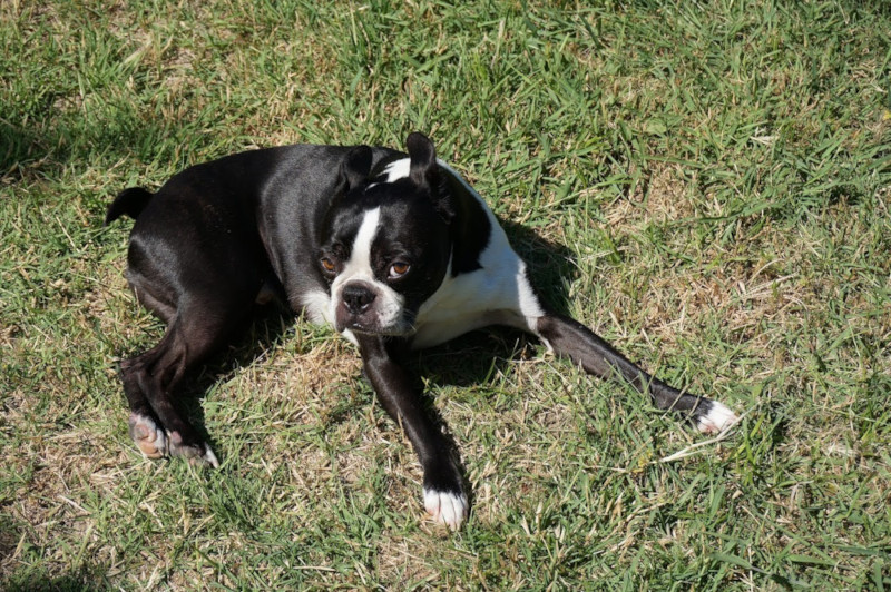 Boston Terrier – foto 2