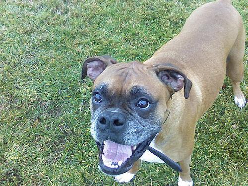 Boxer