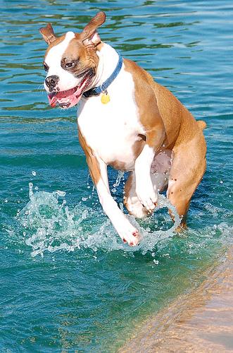 Boxer – foto 3
