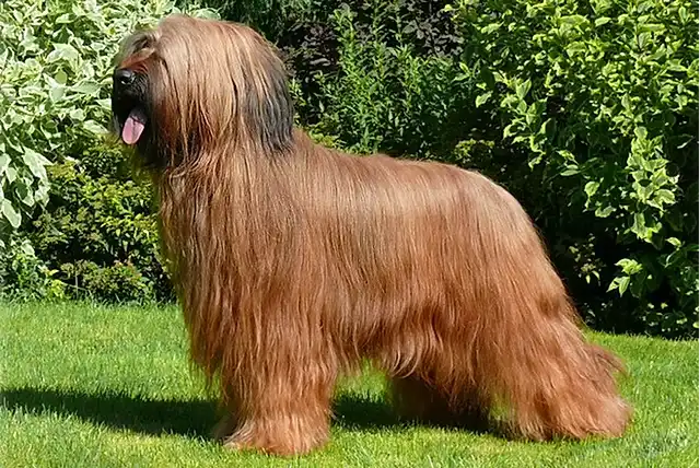 Briard – foto 3