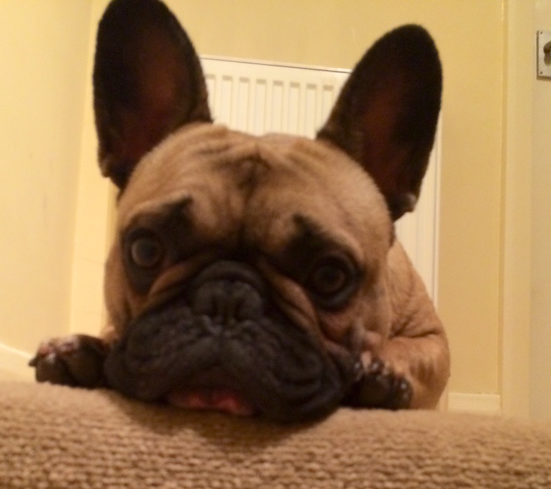 Bulldog Francês