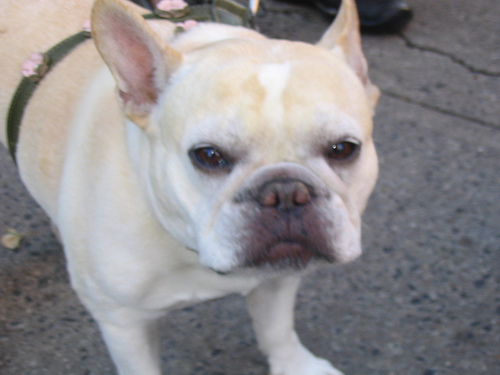 Bulldog Francês – foto 3