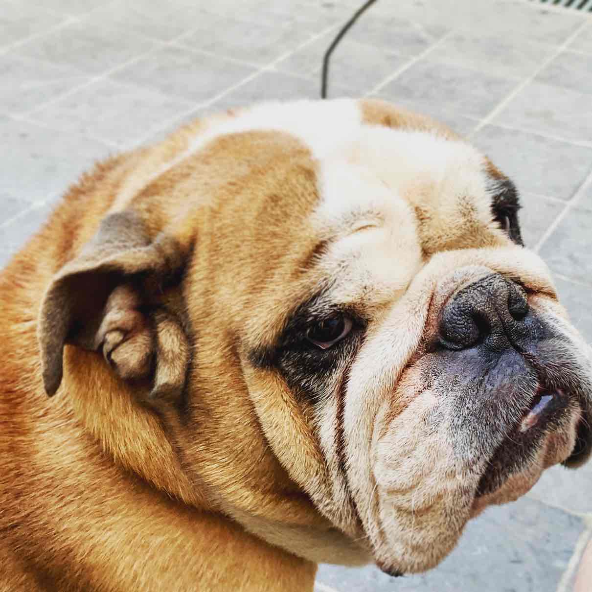 Bulldog Inglês