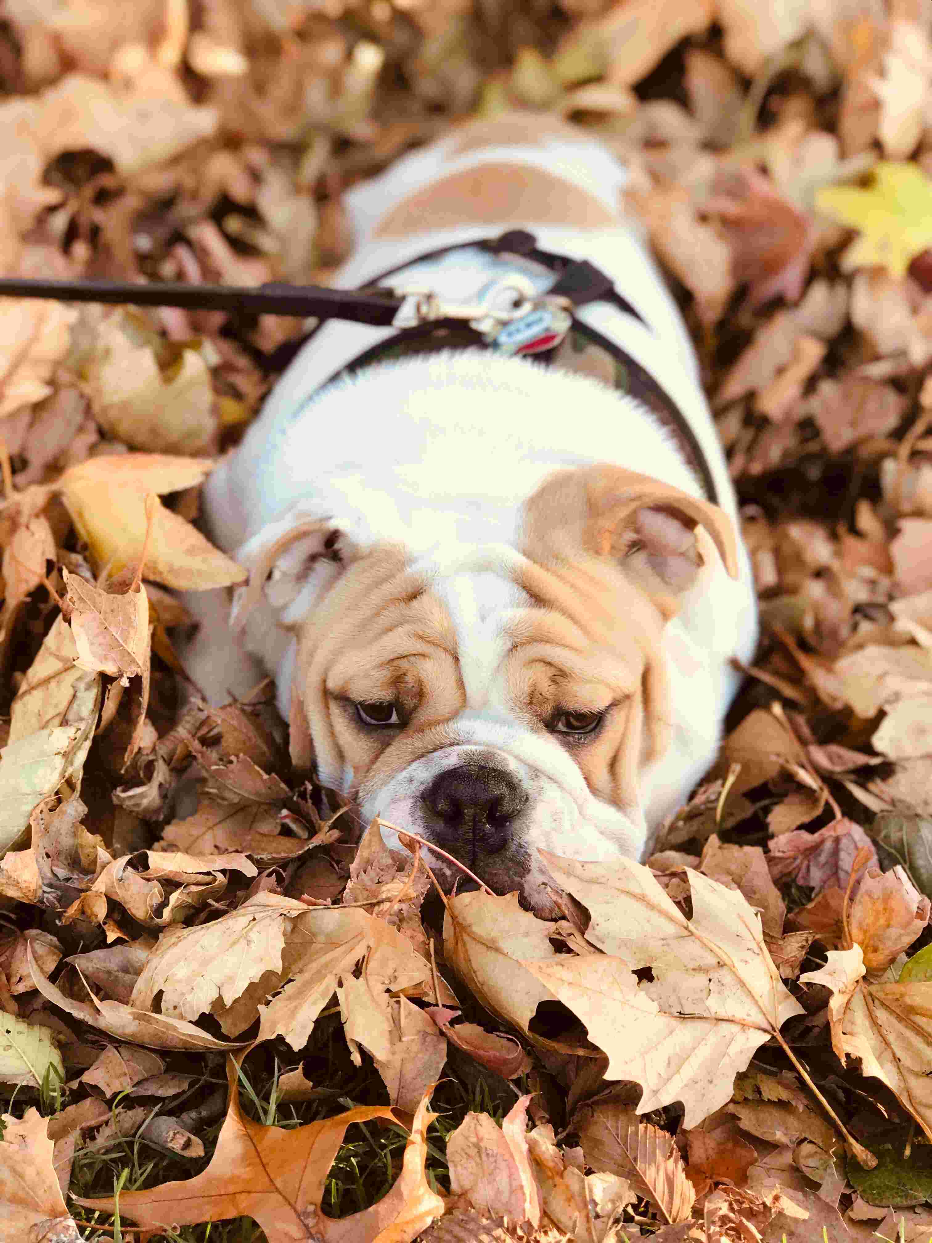 Bulldog Inglês – foto 2