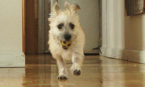 Cairn Terrier – foto 2
