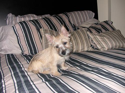 Cairn Terrier – foto 3