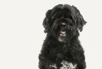 Cão de Água Português – foto 2