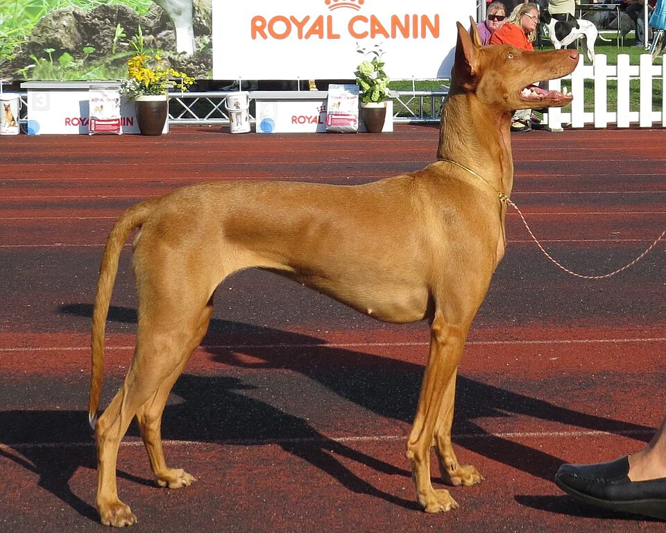 Cão Faraó
