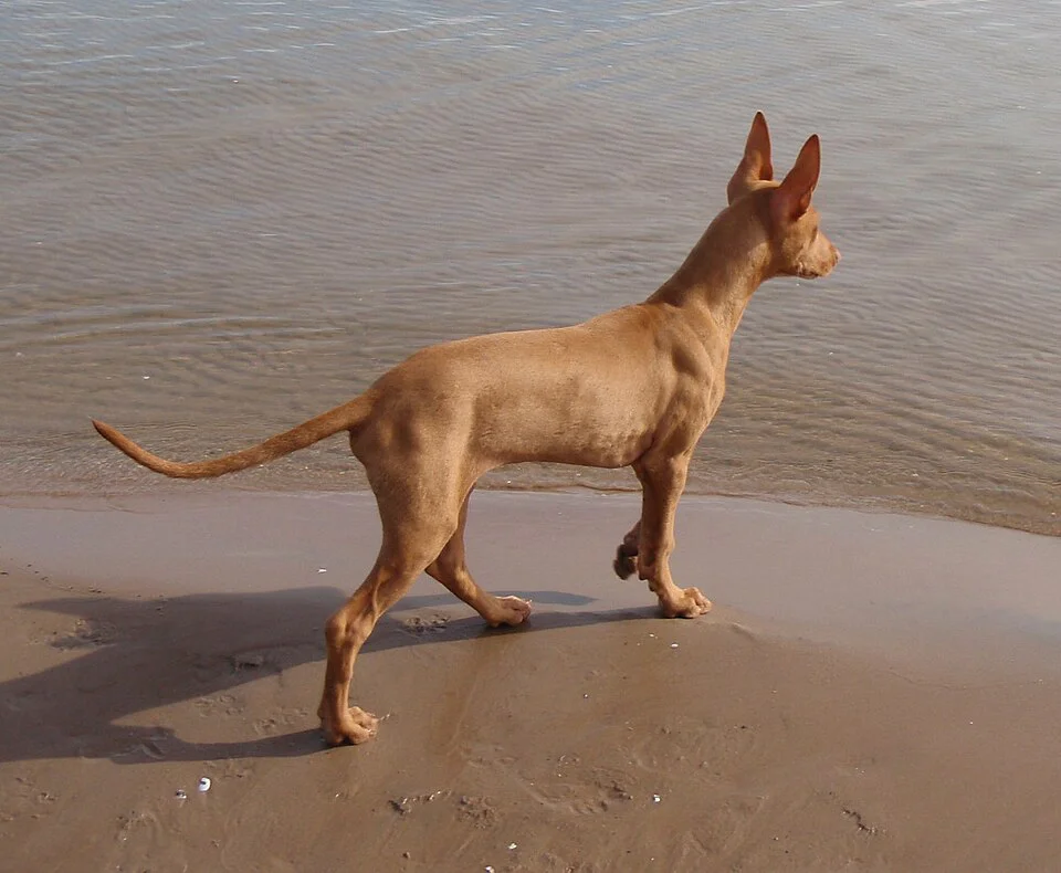 Cão Faraó – foto 2
