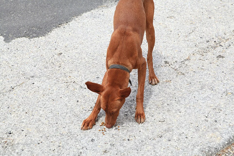 Cão Faraó – foto 3