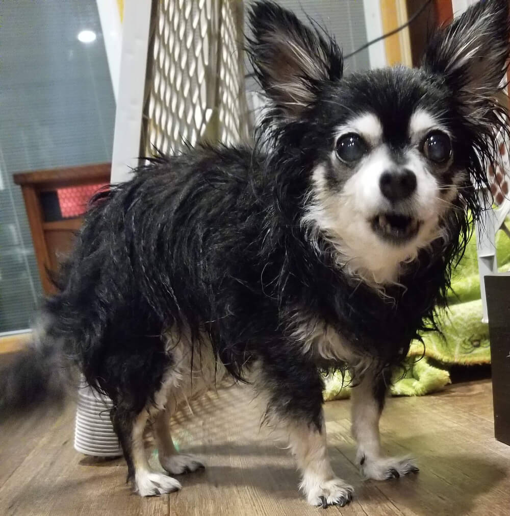 Chihuahua