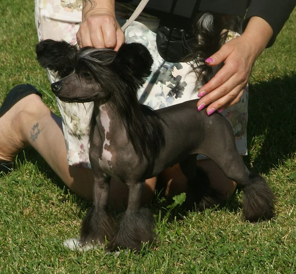 Chinese Crested – foto 3