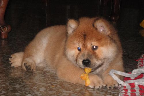 Chow Chow