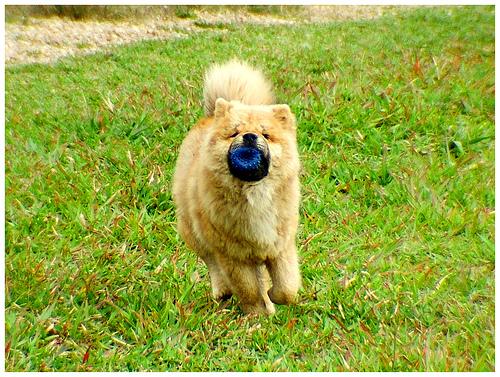 Chow Chow – foto 2