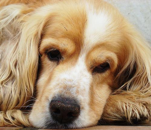 Cocker Spaniel – foto 2