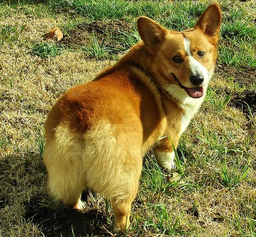 Corgi Pembroke