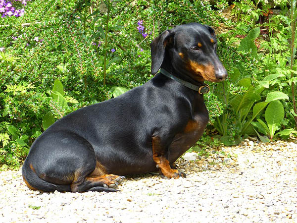 Dachshund – foto 3