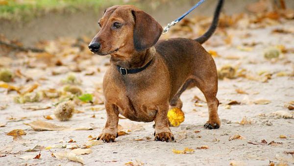 Quanto Custa Ter um Cachorro? Guia Completo de Gastos