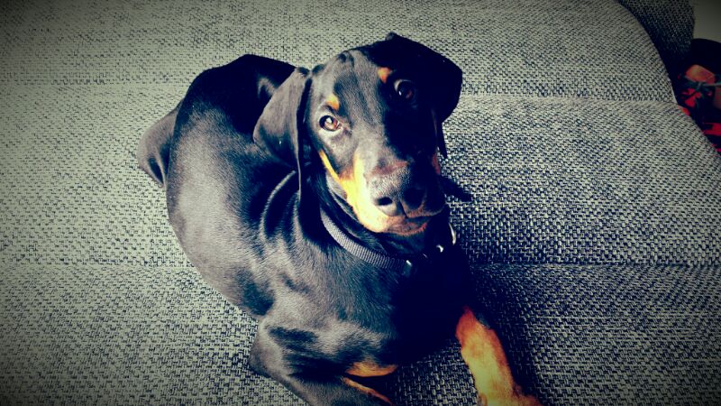 Doberman Pinscher