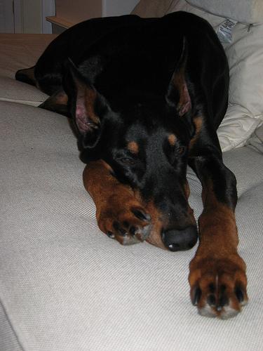 Doberman Pinscher – foto 3