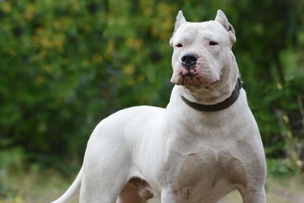 Dogo Argentino