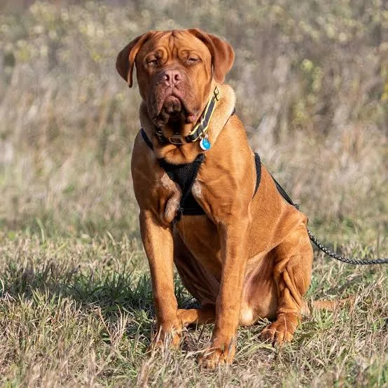 Dogue de Bordeaux