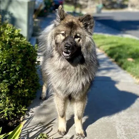 Eurasier