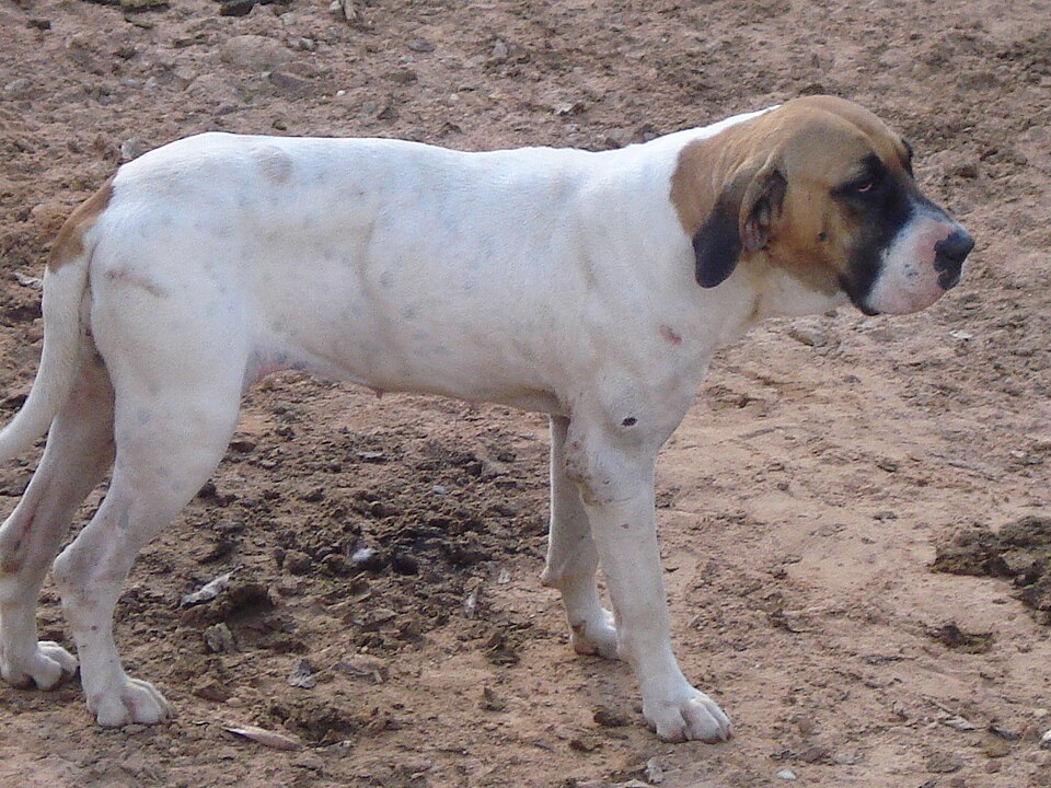 Fila Brasileiro