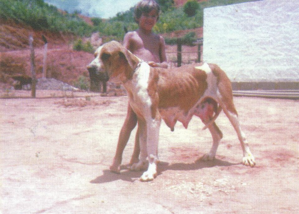 Fila Brasileiro – foto 3