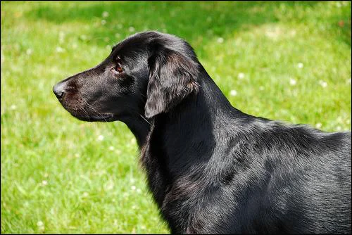 Flat-Coated Retriever