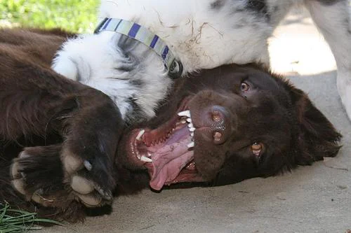 Flat-Coated Retriever – foto 2