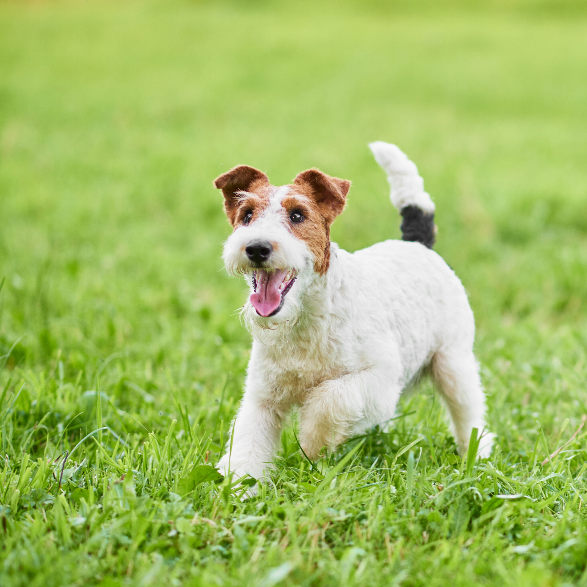 Fox Terrier