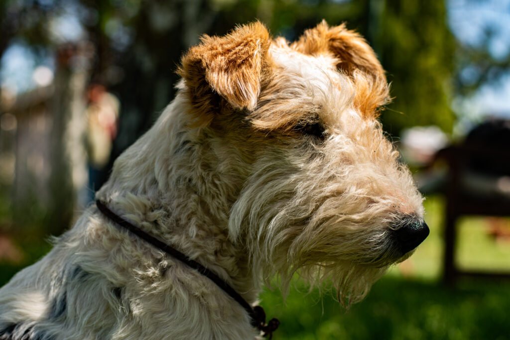 Fox Terrier – foto 3
