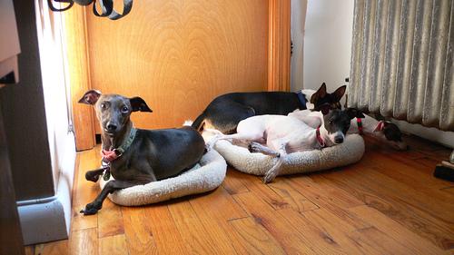 Galgo Italiano
