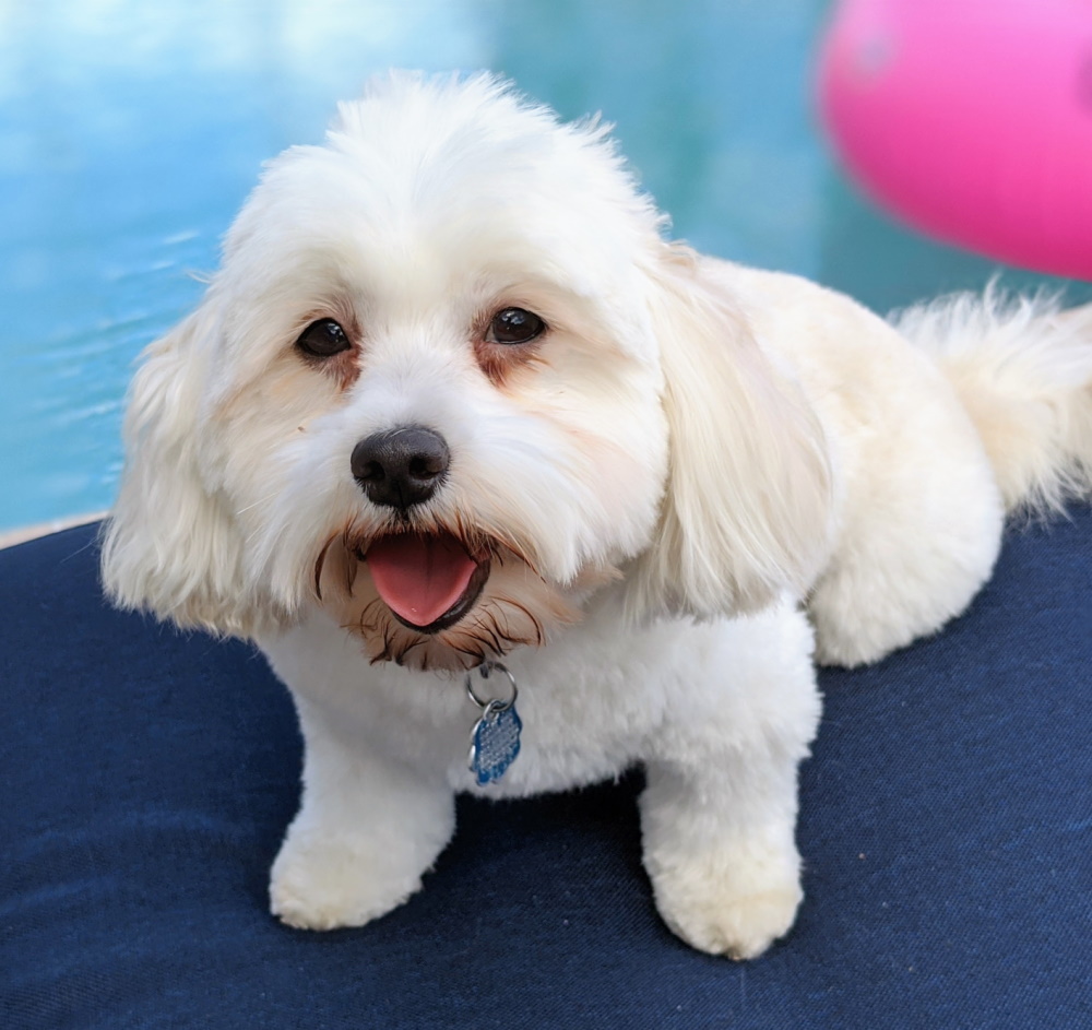 Havanese